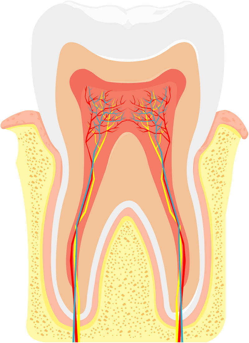 New York Endodontist